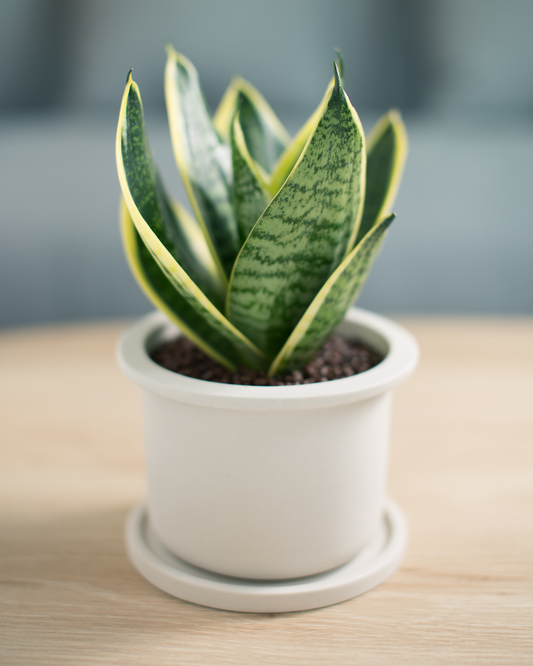 New Class! Foliage & Fortune - Sept 10, 6pm