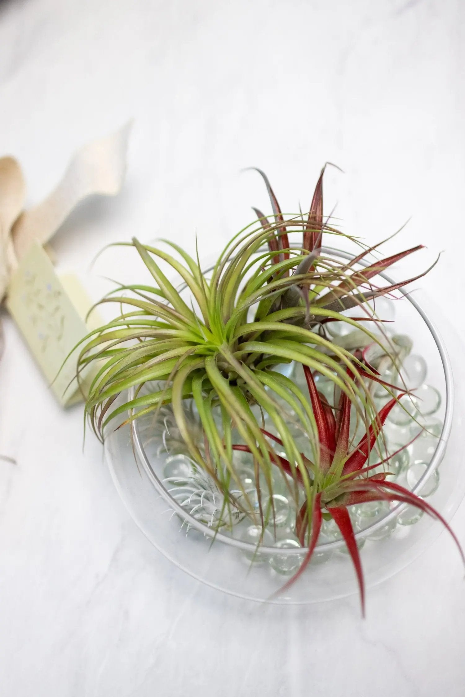 Easy Care Jungle Retreat flowerandtwine