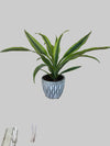 Dracaena