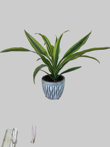 Dracaena