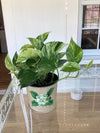 Pothos Foliage
