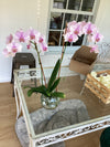 Orchid Private Shopping Experience - Wednesdays, Thursdays, Fridays, choose your time
