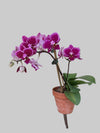 Orchid Happy Hour