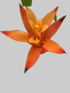 Bromeliads Plant