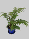 Australian Tree Fern