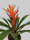 Bromeliads Plant