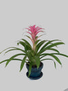 Bromeliads Plant