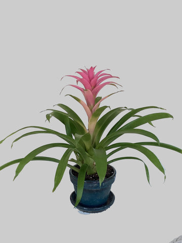 Bromeliads Plant