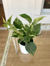 Pothos Foliage