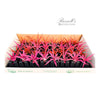 The Blush Plant Counter Display