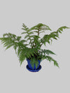 Australian Tree Fern