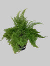 Boston Fern