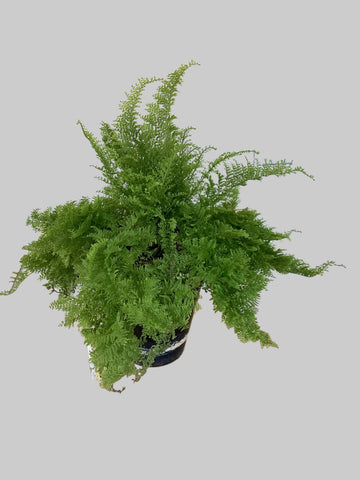 Boston Fern
