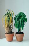 Plant Health Appointment