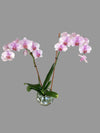 Orchid Happy Hour