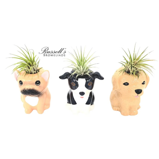 Add On - Whimsical Airplant Greetings