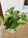 Pothos Foliage