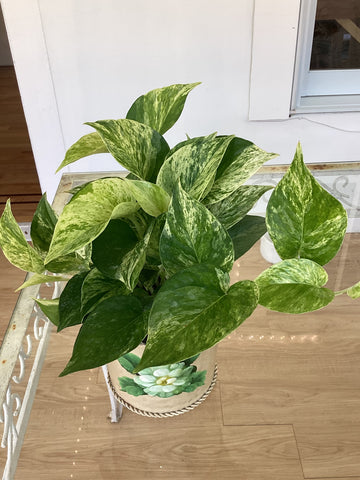 Pothos Foliage