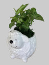 Arrowhead Plant