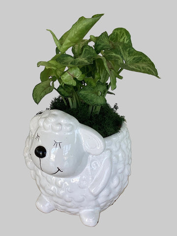 Arrowhead Plant