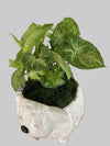 Arrowhead Plant
