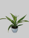 Dracaena