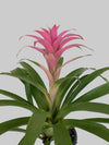 Bromeliads Plant