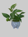 Pothos Foliage
