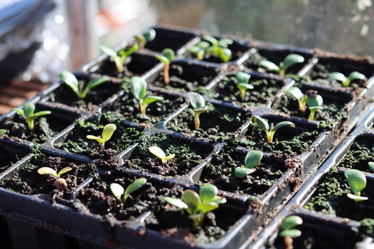 Seed Starting with blueacregarden  - April 1, 6-7:30pm