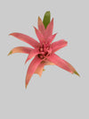 Bromeliads Plant