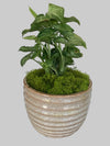 Arrowhead Plant