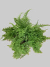Boston Fern