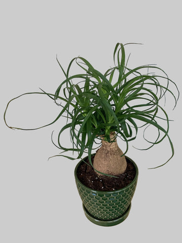 Ponytail Palm