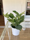 Pothos Foliage