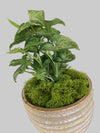 Arrowhead Plant