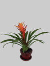 Bromeliads Plant