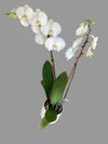 Orchid Happy Hour