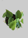 Philodendron Foliage
