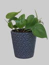 Philodendron Foliage