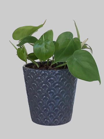 Philodendron Foliage