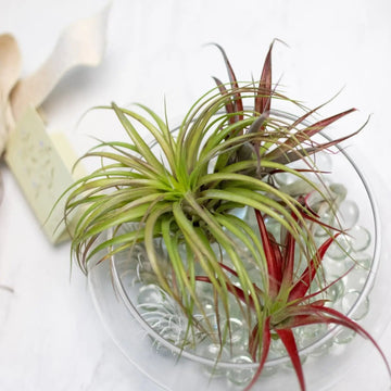 Easy Care Jungle Retreat flowerandtwine