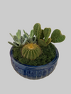 Desert Garden