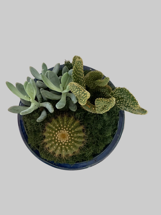 Desert Garden