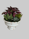 Succulent Garden