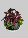 Succulent Garden