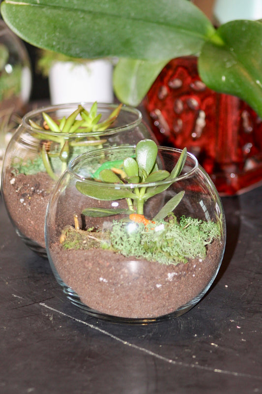 succulent terrarium party Terrarium Private Party