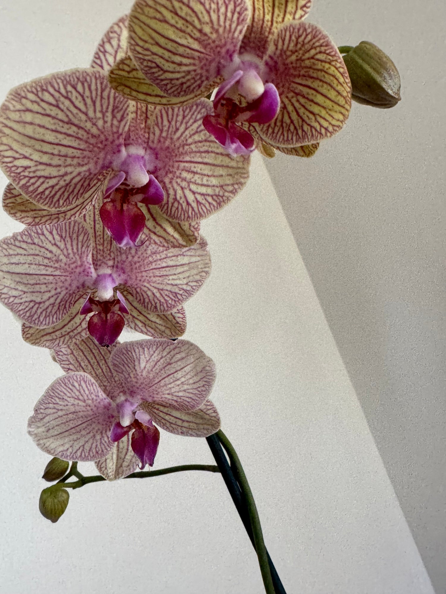 Kaleidoscope Orchid flowerandtwine