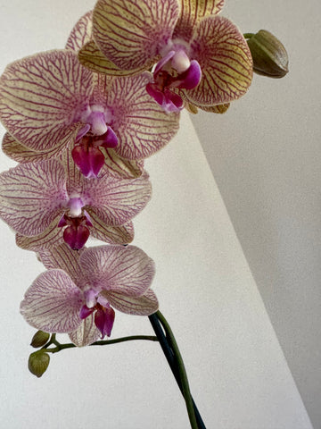 Kaleidoscope Orchid