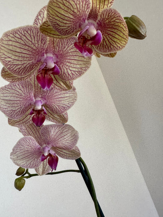 Kaleidoscope Orchid