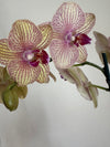 Kaleidoscope Orchid